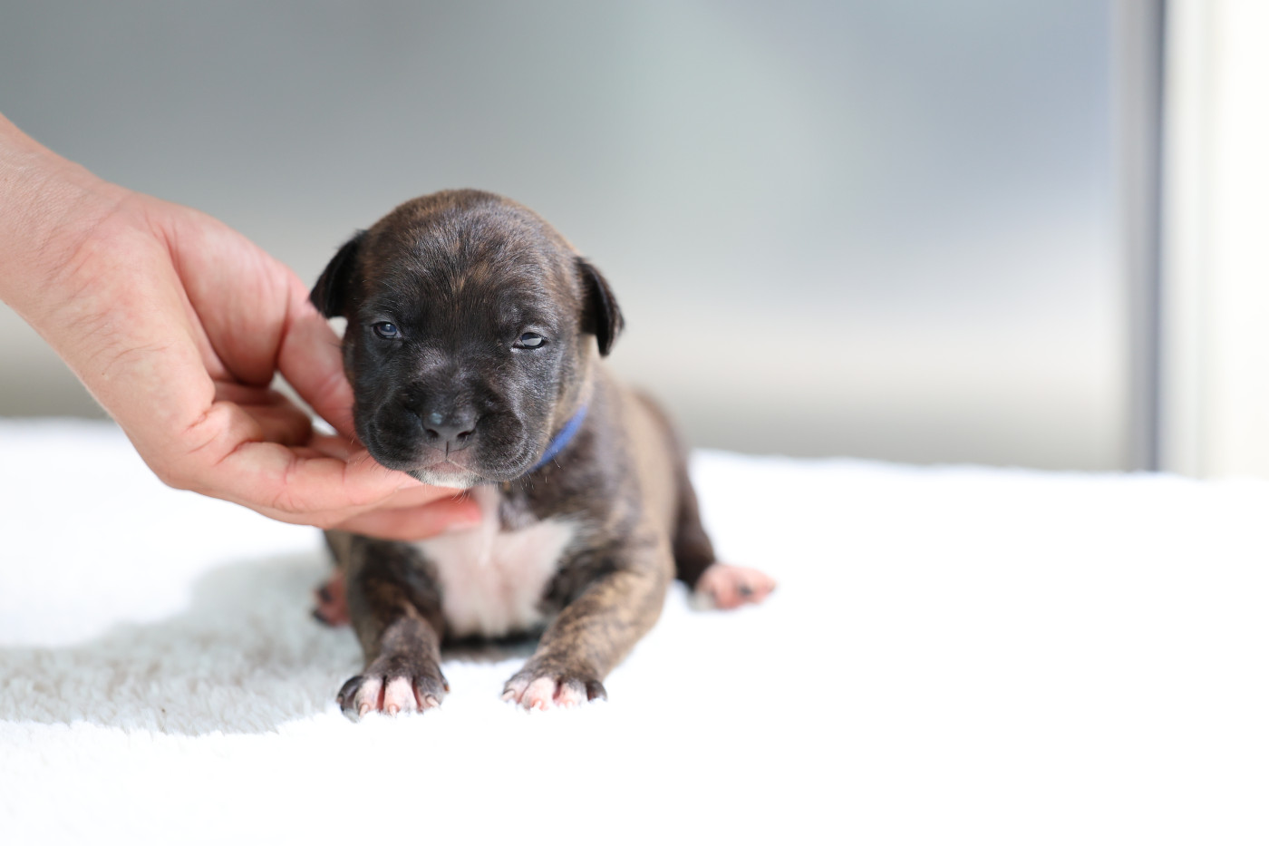 De Rockstar Dog - Chiots disponibles - American Staffordshire Terrier