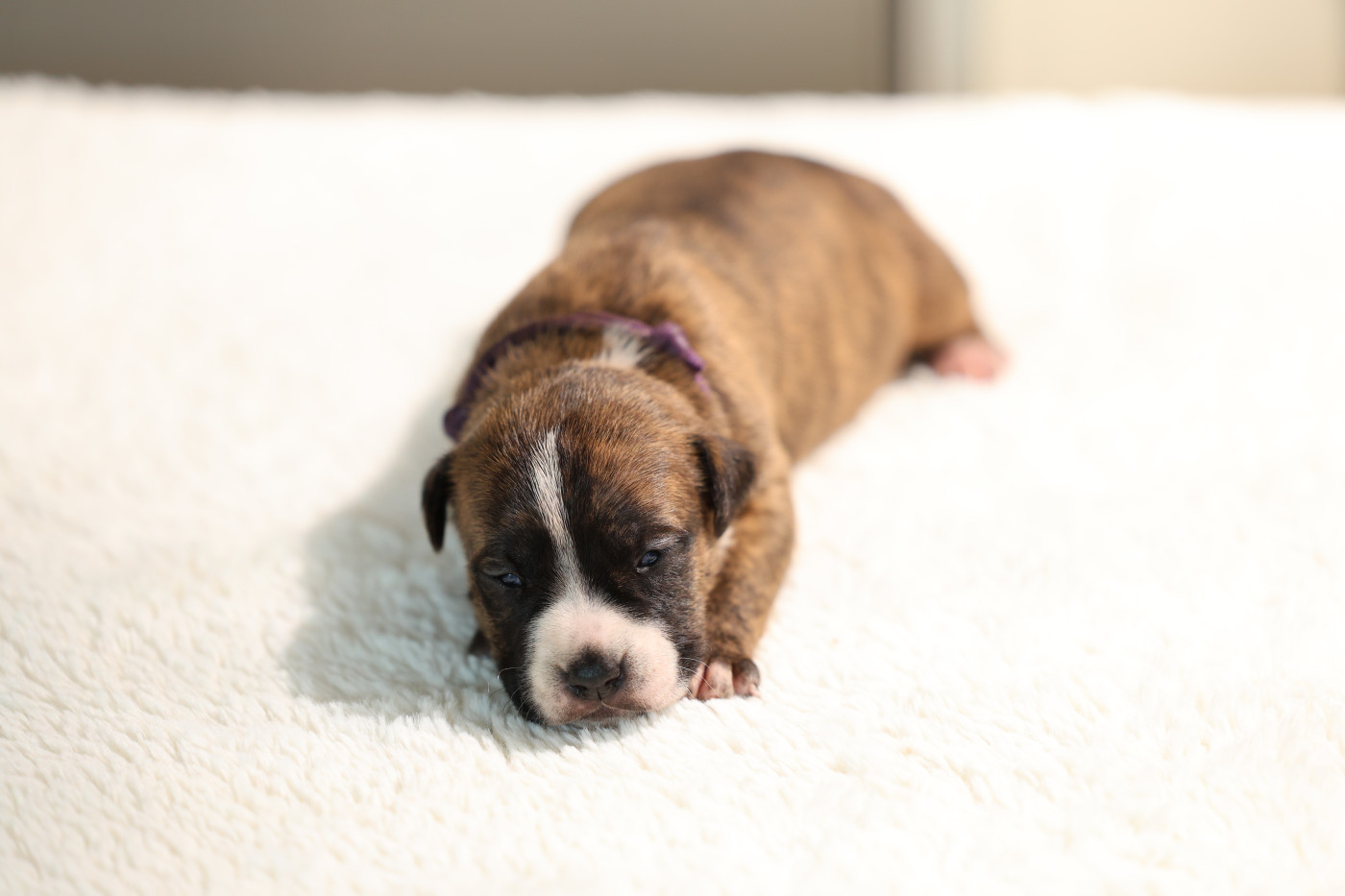 De Rockstar Dog - Chiots disponibles - American Staffordshire Terrier