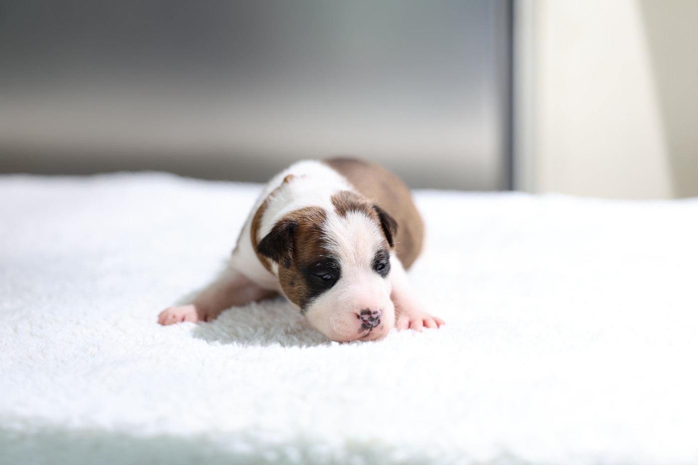 De Rockstar Dog - Chiots disponibles - American Staffordshire Terrier