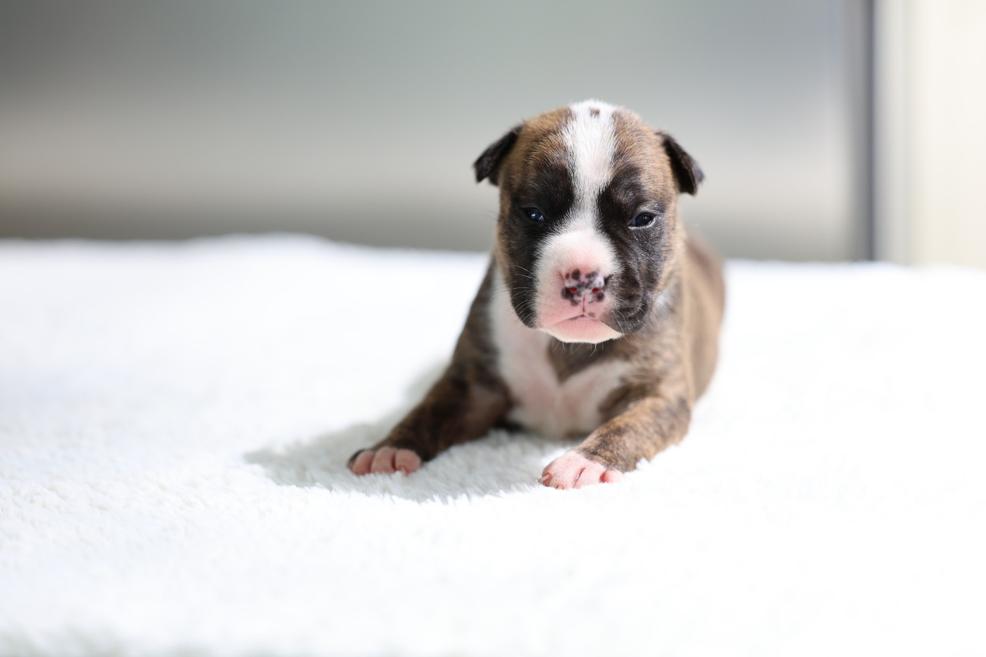 De Rockstar Dog - Chiots disponibles - American Staffordshire Terrier