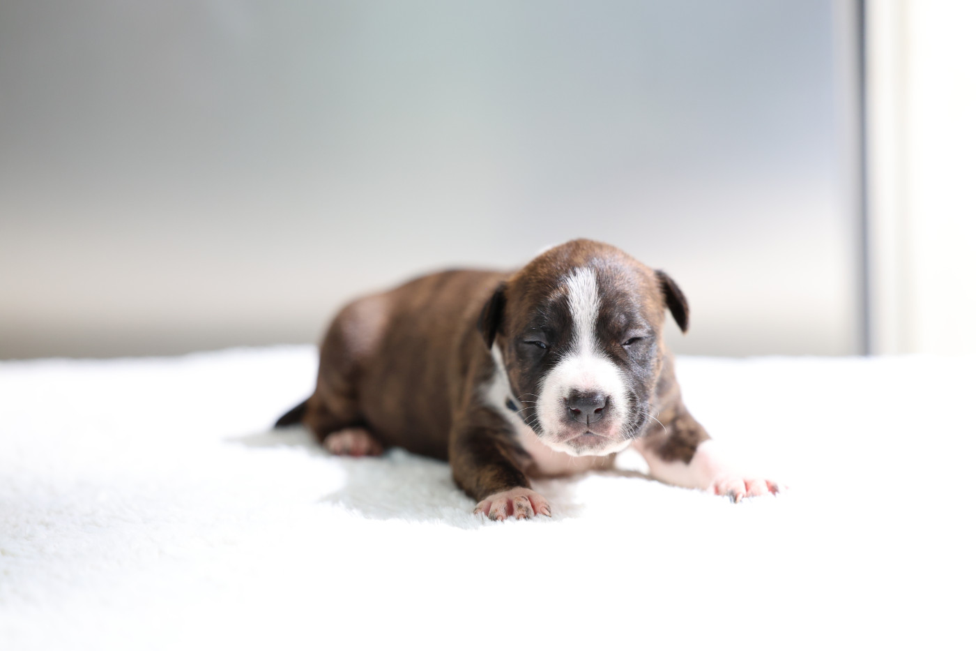 De Rockstar Dog - Chiots disponibles - American Staffordshire Terrier
