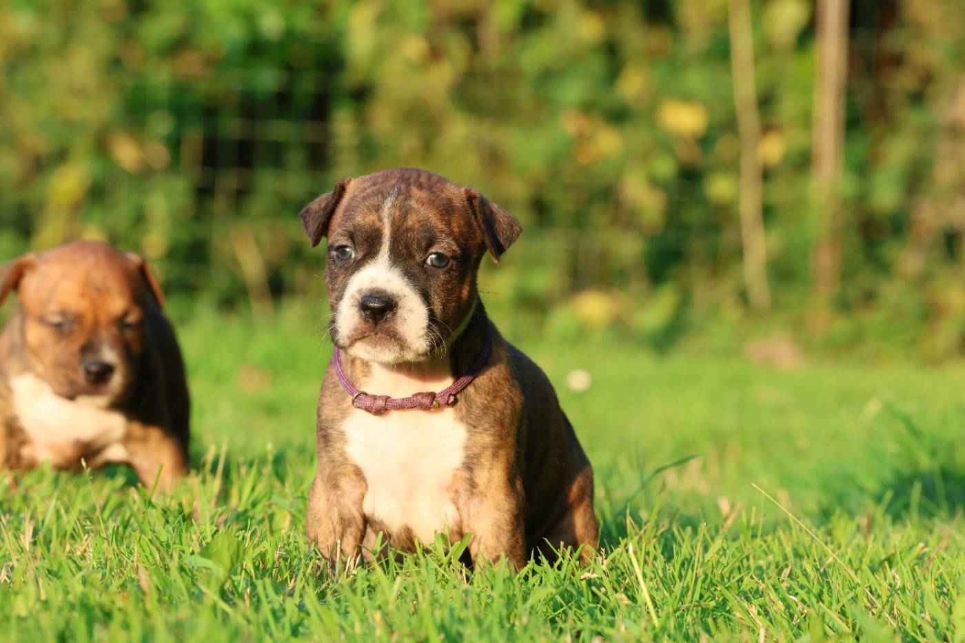 De Rockstar Dog - Chiots disponibles - American Staffordshire Terrier