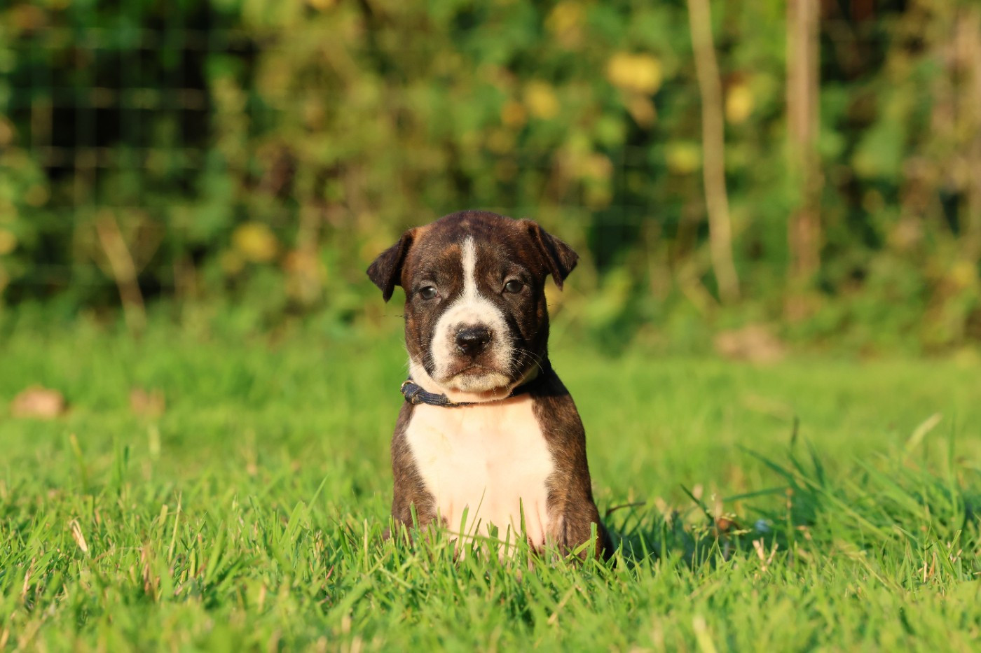 De Rockstar Dog - Chiots disponibles - American Staffordshire Terrier