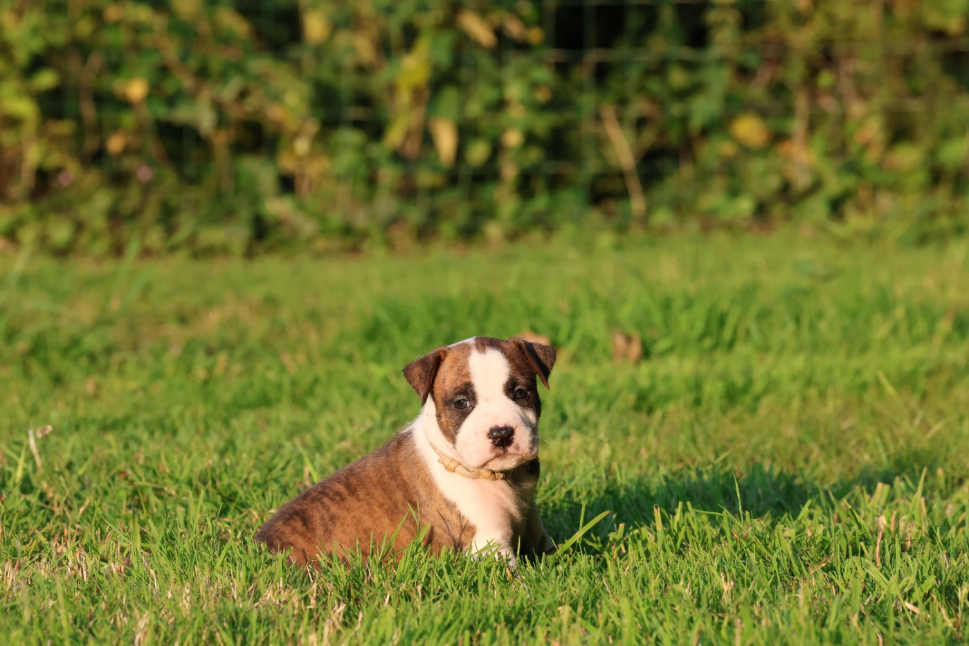 De Rockstar Dog - Chiots disponibles - American Staffordshire Terrier