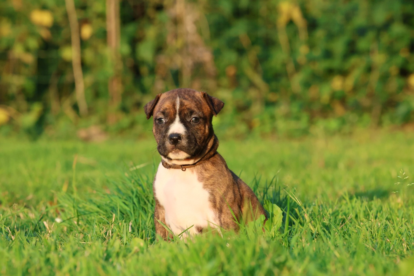 De Rockstar Dog - Chiots disponibles - American Staffordshire Terrier