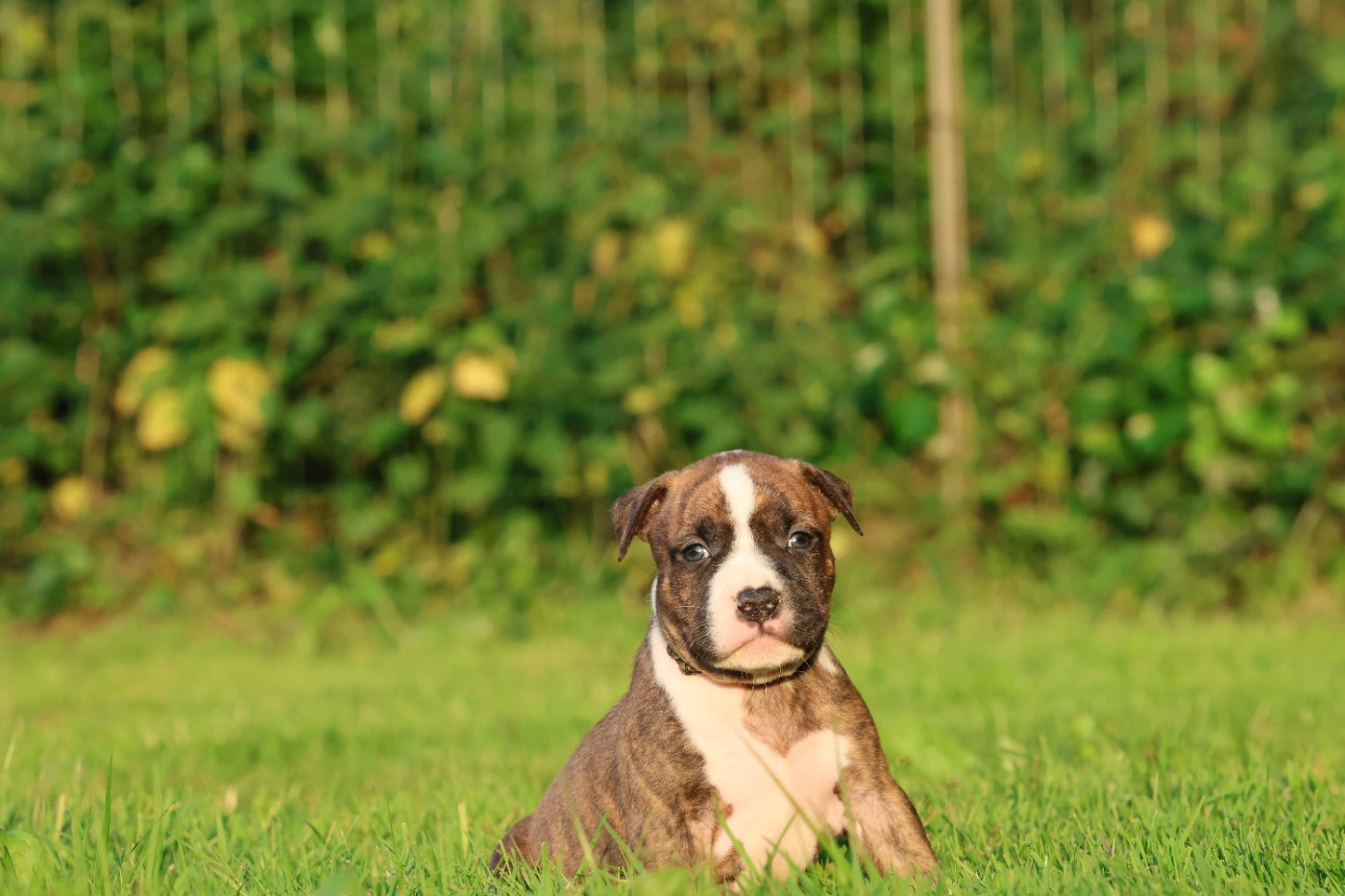 De Rockstar Dog - Chiots disponibles - American Staffordshire Terrier