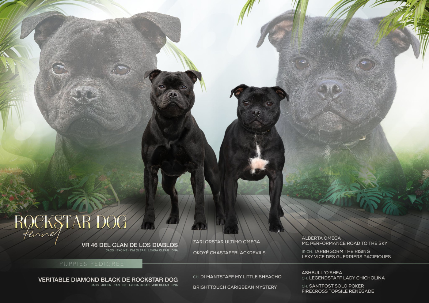 Chiot Staffordshire Bull Terrier De Rockstar Dog