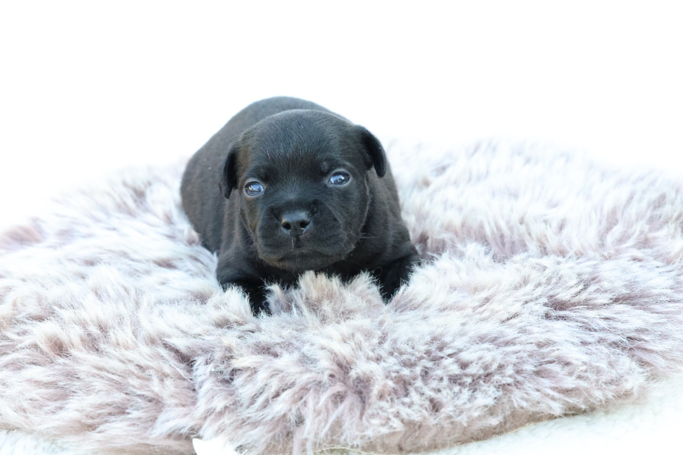 De Rockstar Dog - Chiots disponibles - Staffordshire Bull Terrier
