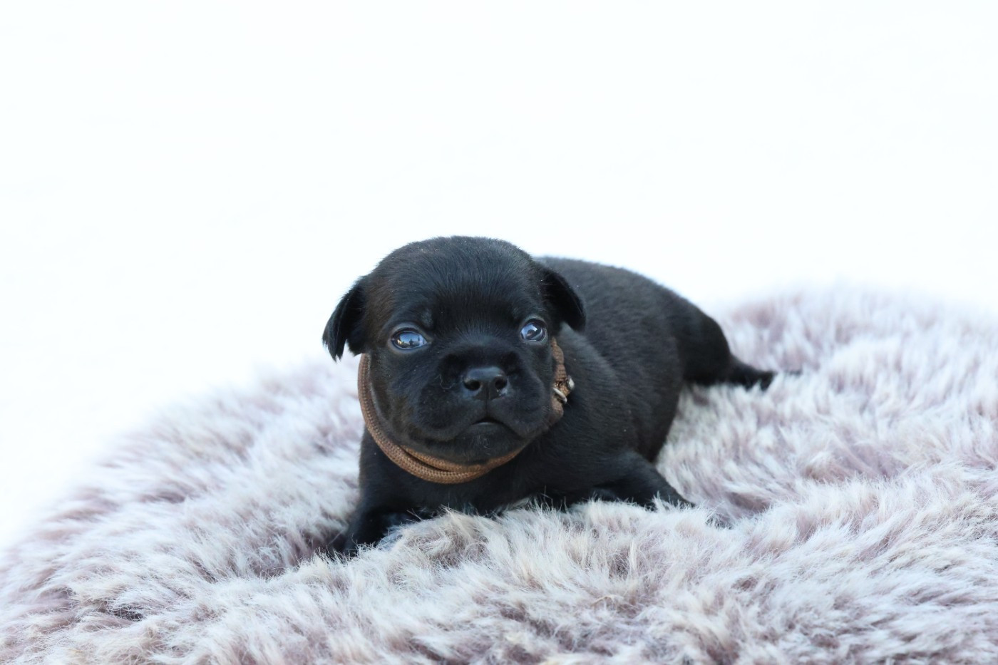 De Rockstar Dog - Chiots disponibles - Staffordshire Bull Terrier