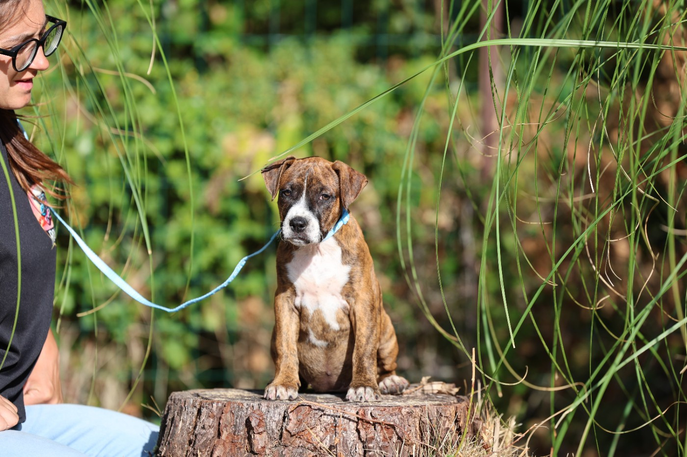 De Rockstar Dog - Chiots disponibles - American Staffordshire Terrier