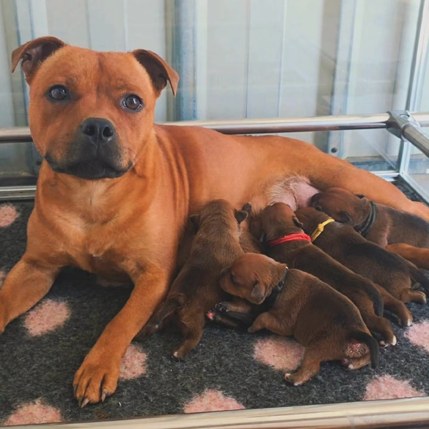Chiot Staffordshire Bull Terrier De Rockstar Dog