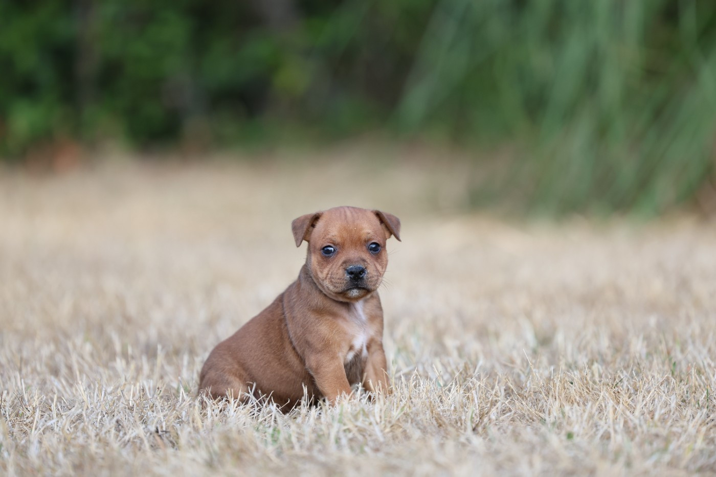 De Rockstar Dog - Chiots disponibles - Staffordshire Bull Terrier