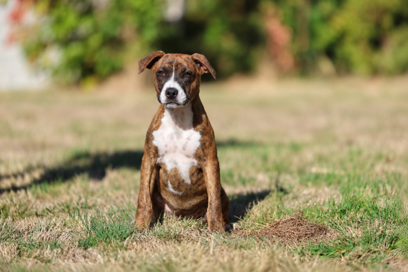 De Rockstar Dog - Verfügbare Welpen - American Staffordshire Terrier