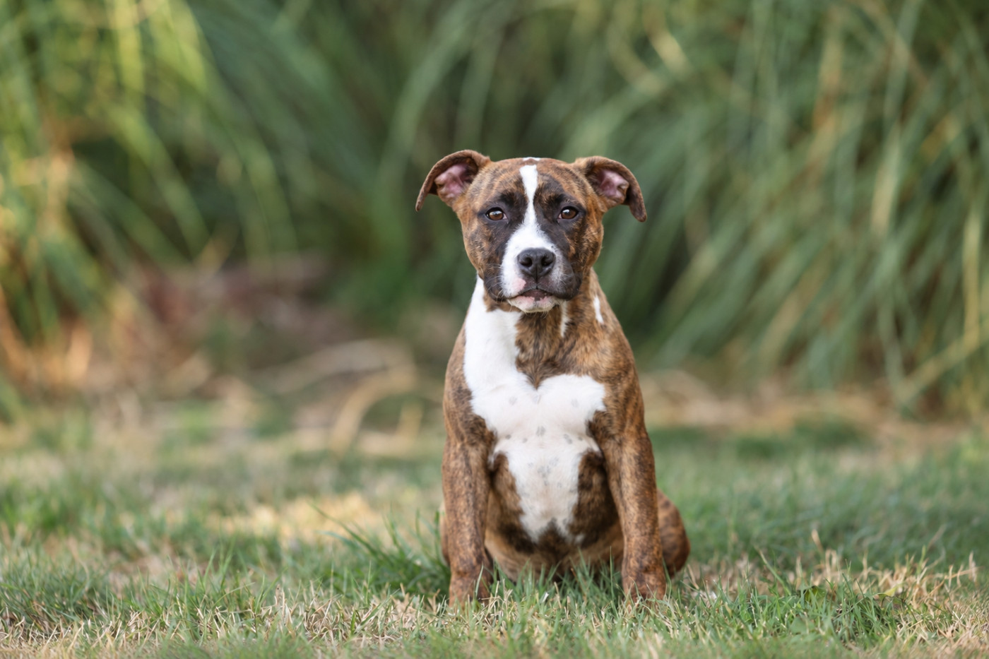 De Rockstar Dog - Verfügbare Welpen - American Staffordshire Terrier
