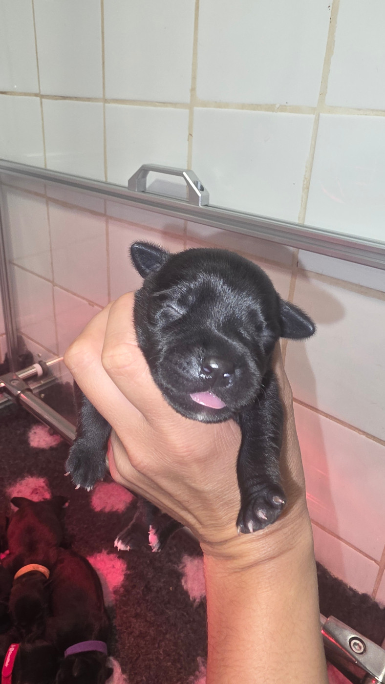 De Rockstar Dog - Chiots disponibles - Staffordshire Bull Terrier