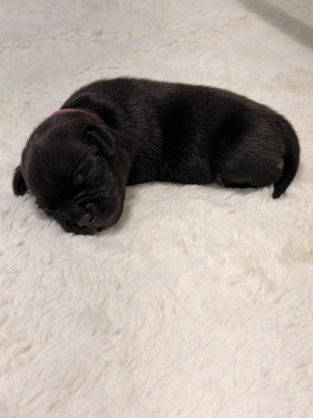 De Rockstar Dog - Chiots disponibles - Staffordshire Bull Terrier