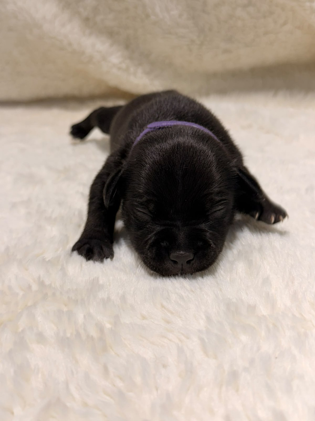 De Rockstar Dog - Chiots disponibles - Staffordshire Bull Terrier