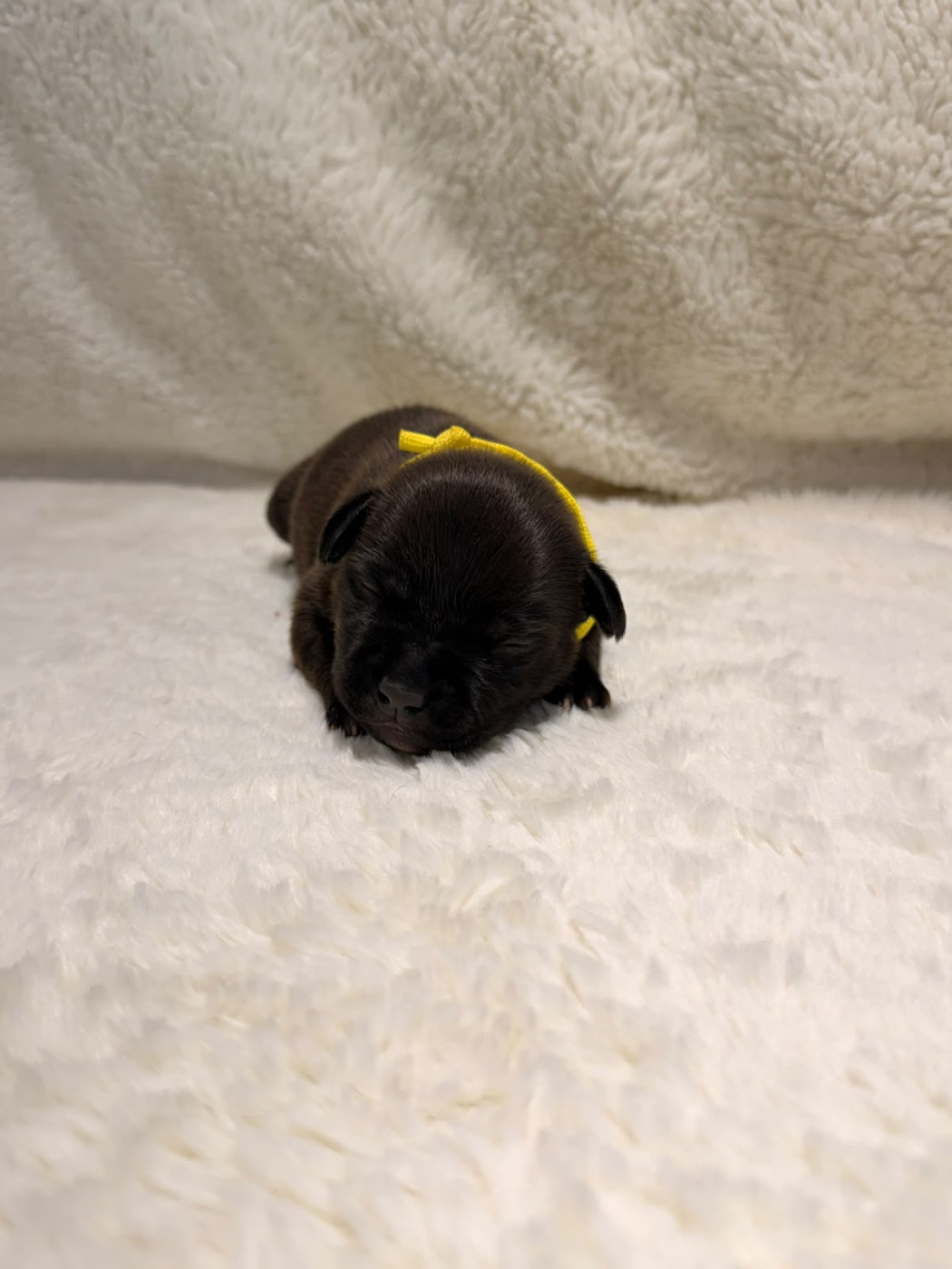 De Rockstar Dog - Chiots disponibles - Staffordshire Bull Terrier