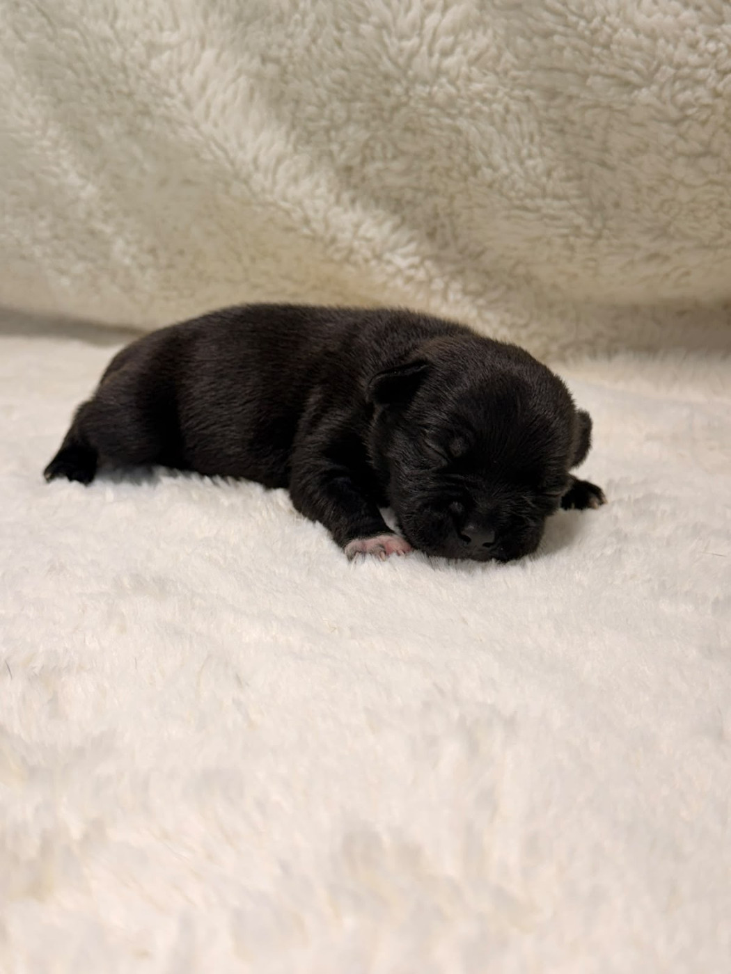 De Rockstar Dog - Chiots disponibles - Staffordshire Bull Terrier