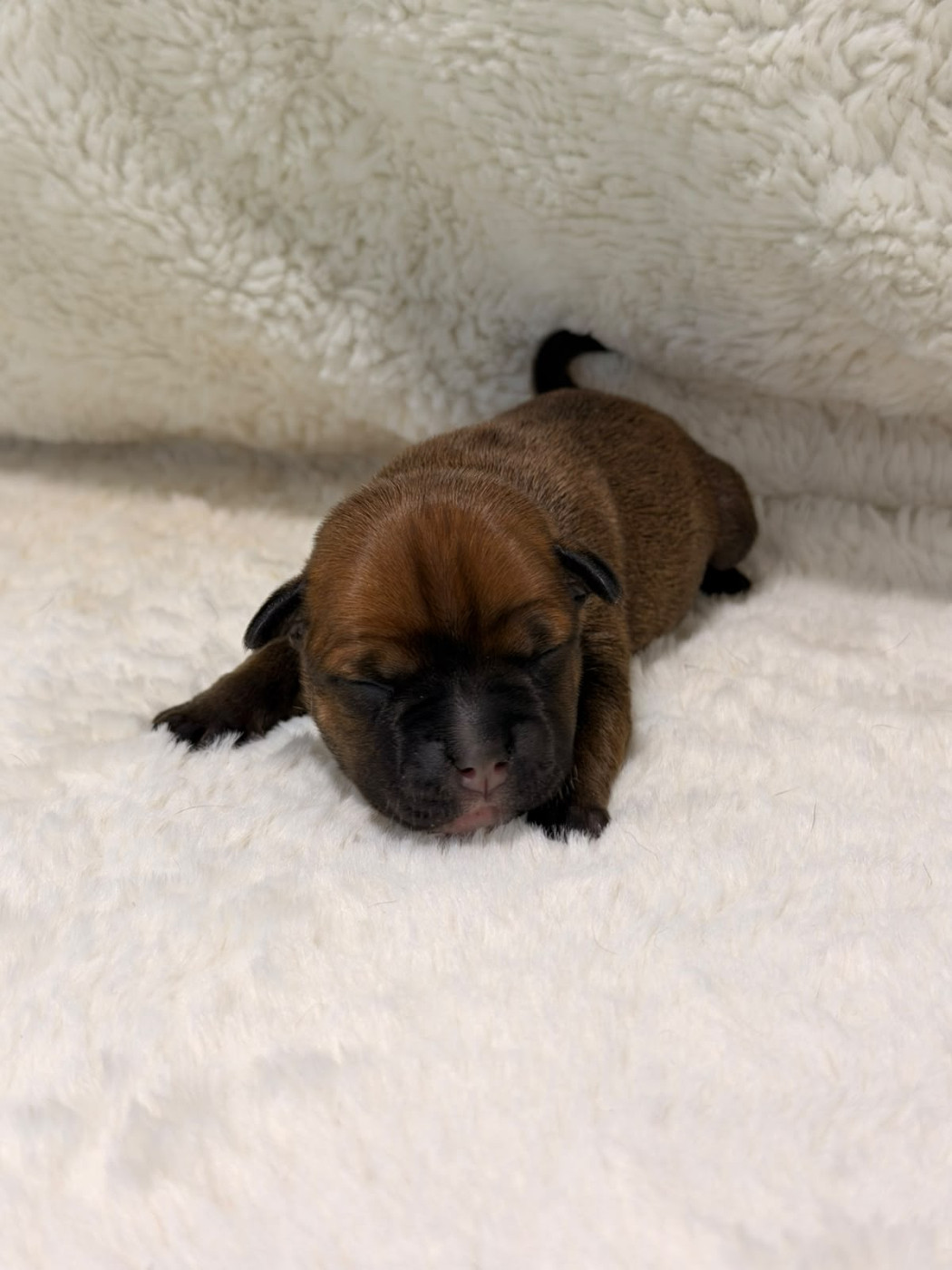 De Rockstar Dog - Chiots disponibles - Staffordshire Bull Terrier
