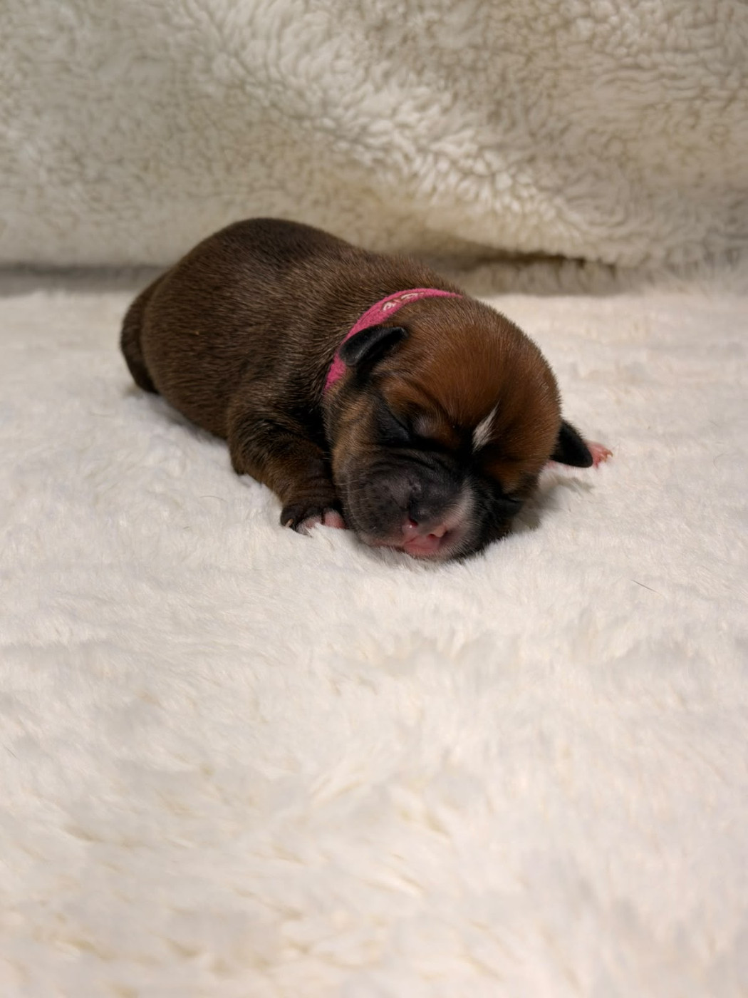 De Rockstar Dog - Chiots disponibles - Staffordshire Bull Terrier