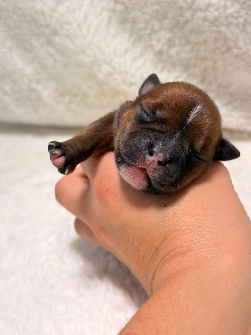 De Rockstar Dog - Chiots disponibles - Staffordshire Bull Terrier