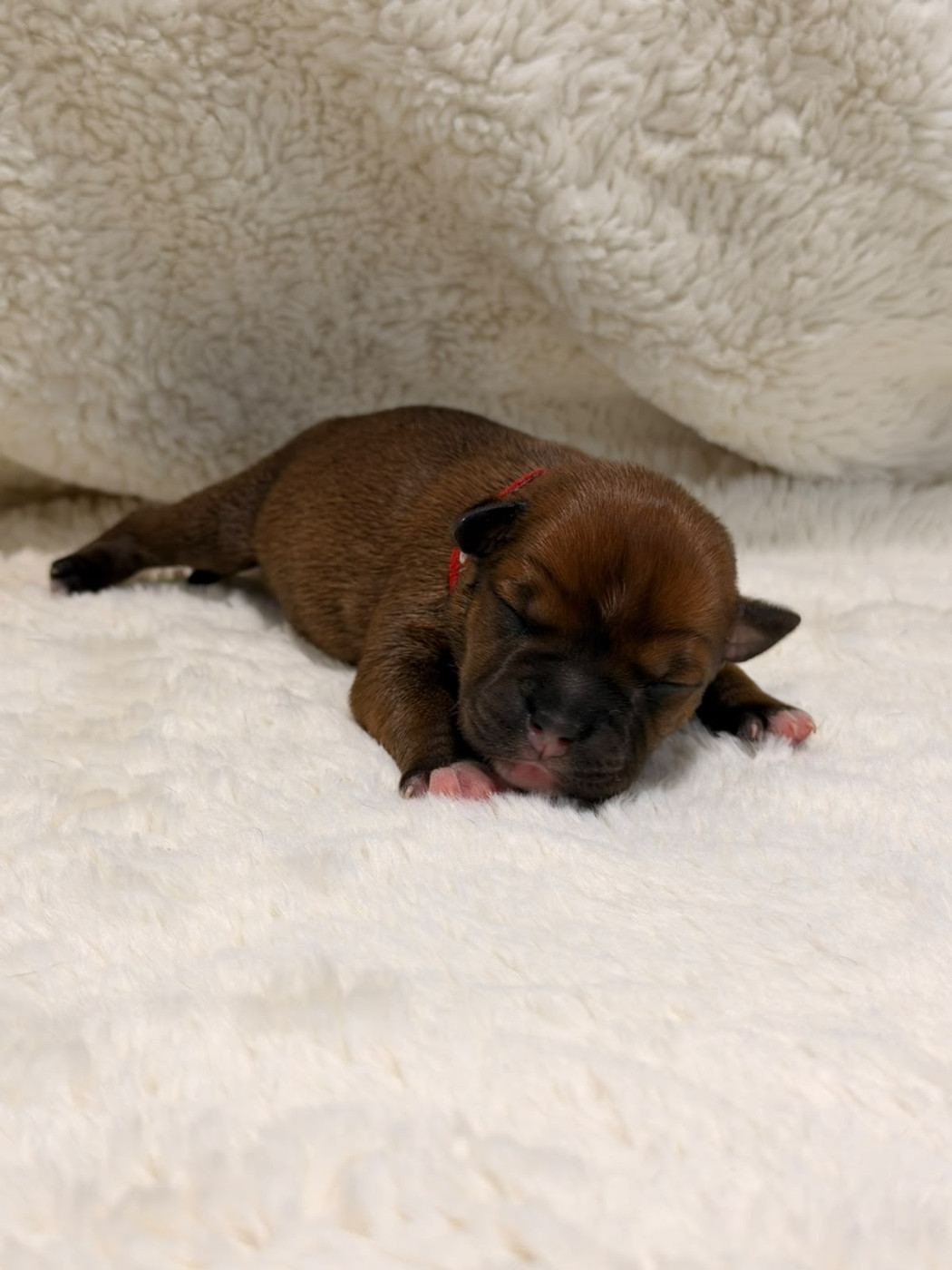 De Rockstar Dog - Chiots disponibles - Staffordshire Bull Terrier