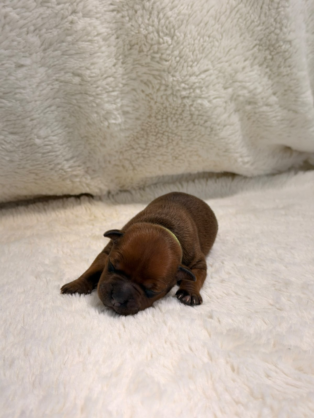 De Rockstar Dog - Chiots disponibles - Staffordshire Bull Terrier