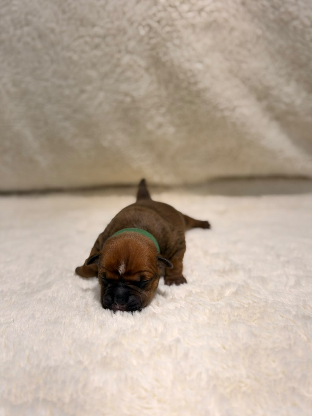De Rockstar Dog - Chiots disponibles - Staffordshire Bull Terrier