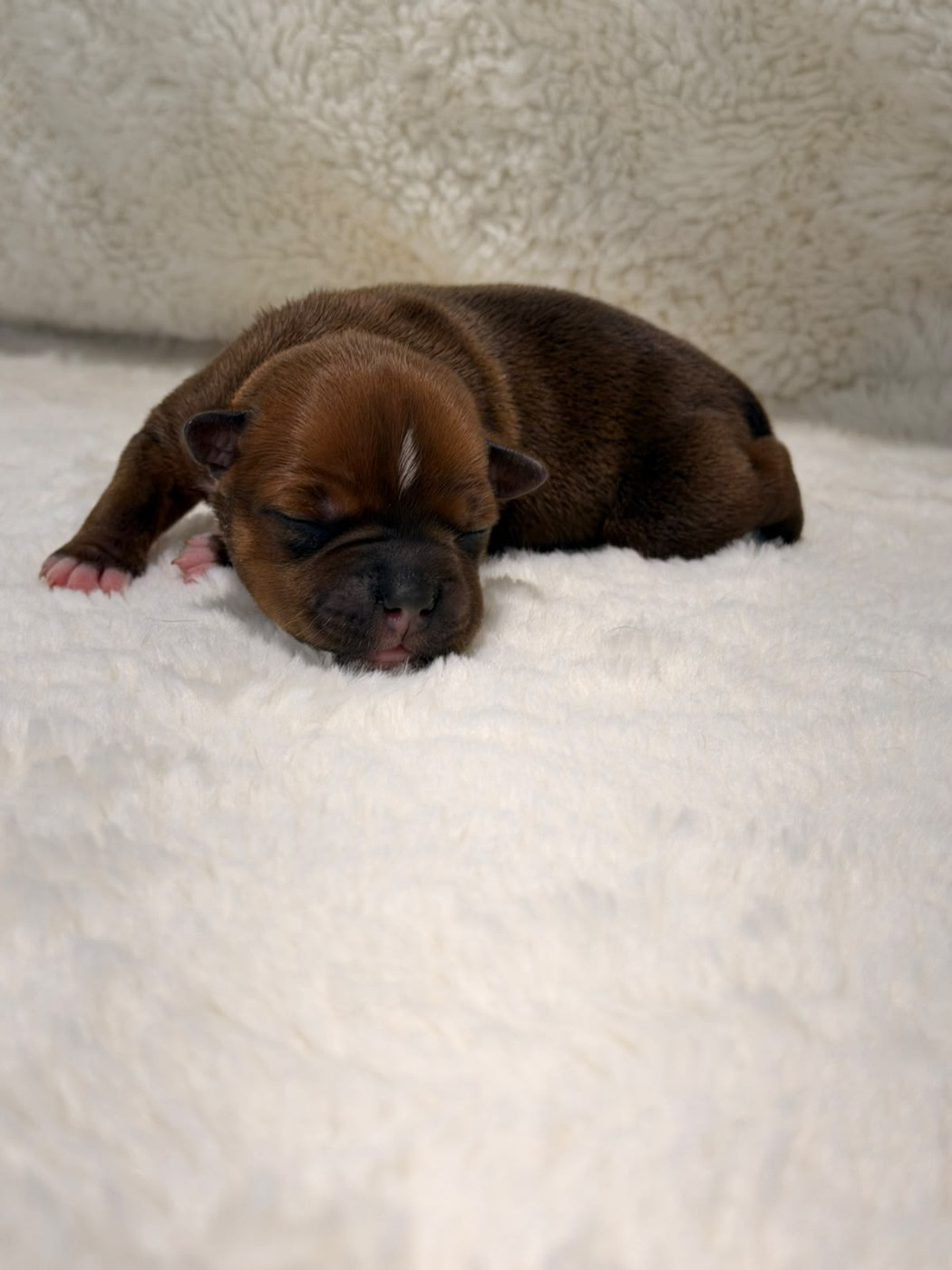 De Rockstar Dog - Chiots disponibles - Staffordshire Bull Terrier