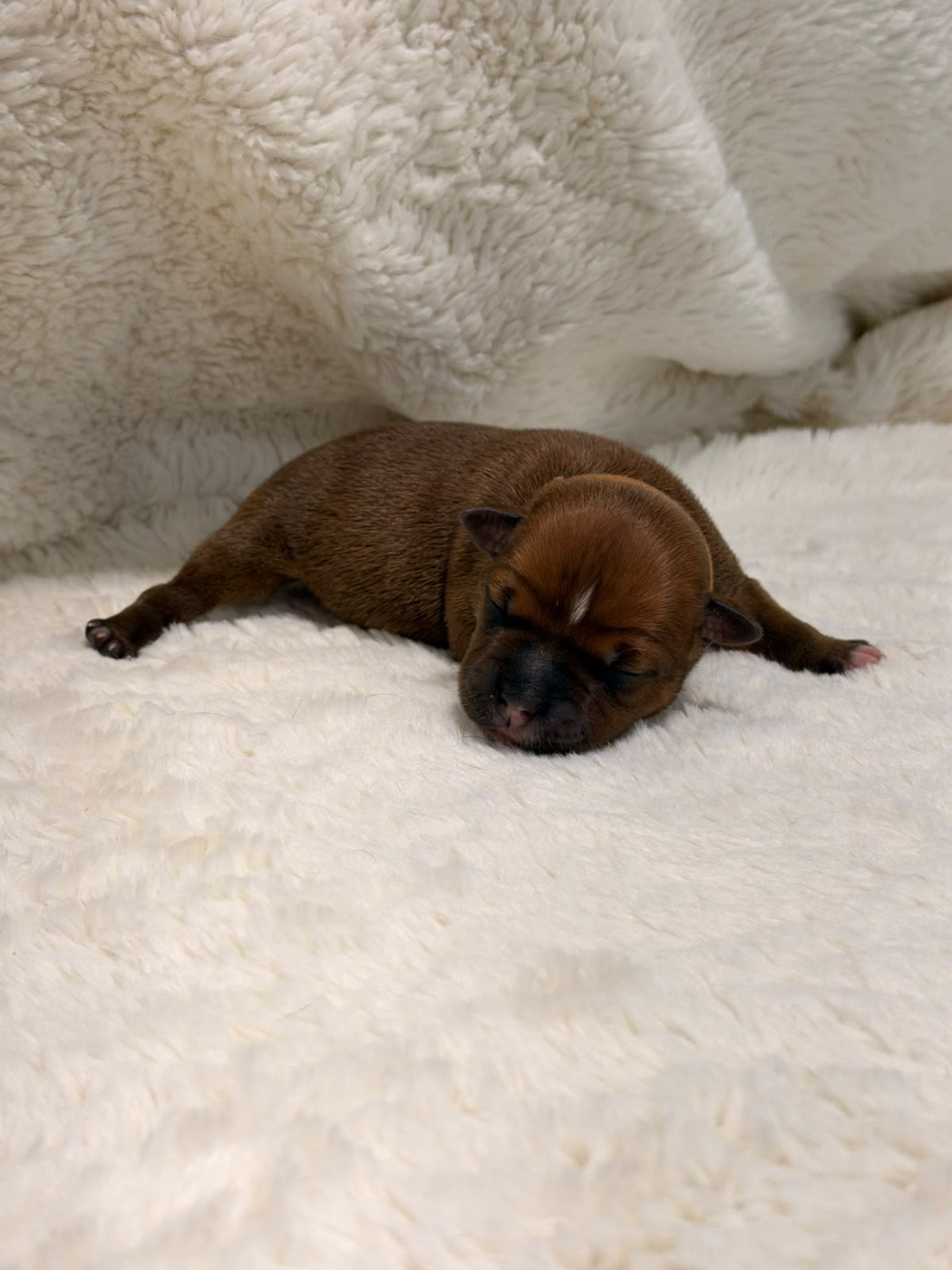 De Rockstar Dog - Chiots disponibles - Staffordshire Bull Terrier