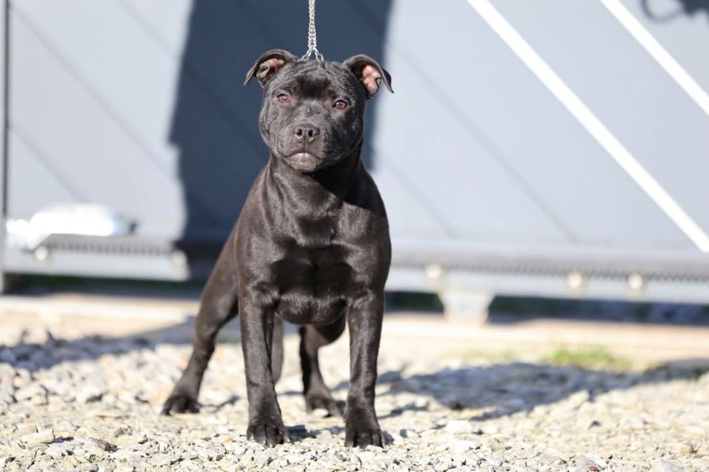 De Rockstar Dog - Chiots disponibles - Staffordshire Bull Terrier