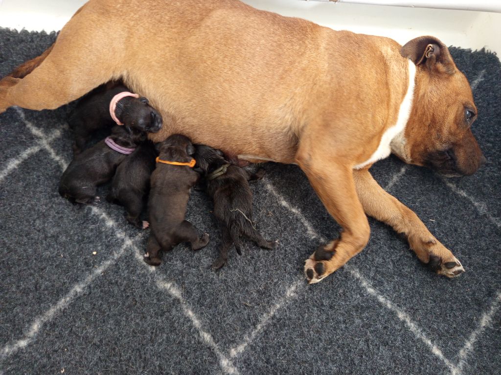 Chiot Staffordshire Bull Terrier De Rockstar Dog