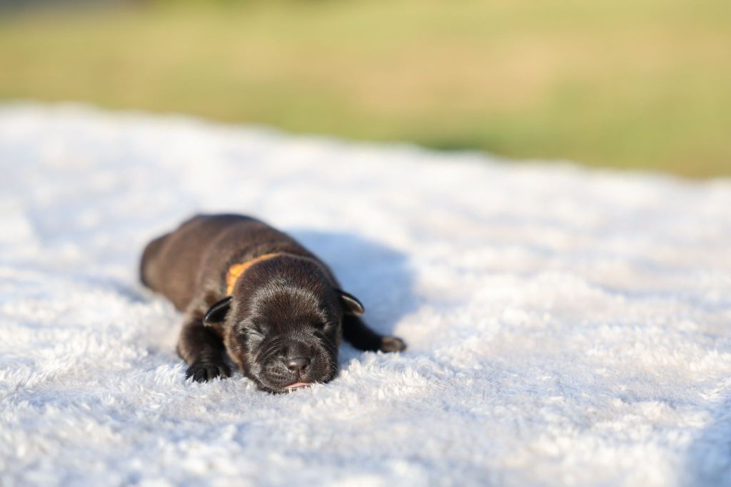De Rockstar Dog - Chiots disponibles - Staffordshire Bull Terrier