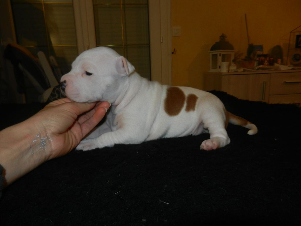 De Rockstar Dog - American Staffordshire Terrier - Portée née le 09/10/2019