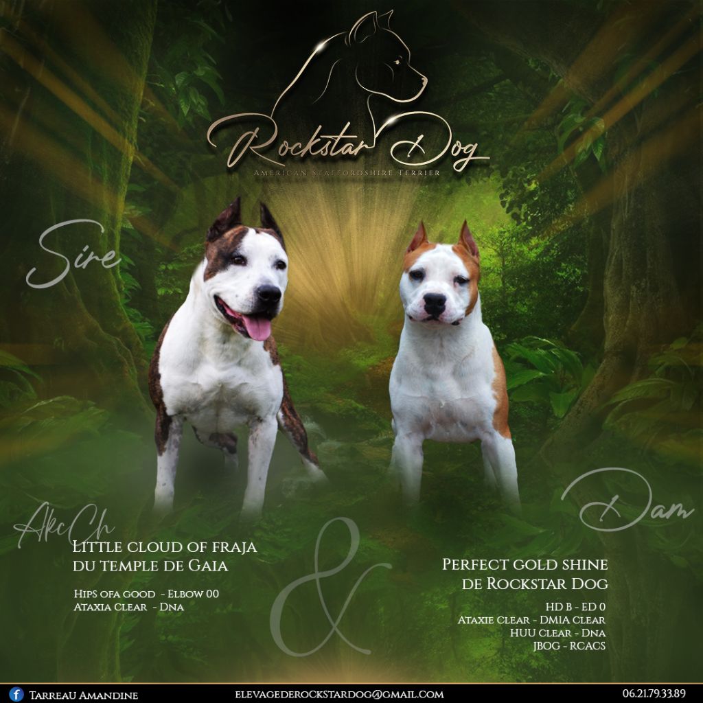 De Rockstar Dog - American Staffordshire Terrier - Portée née le 01/04/2022