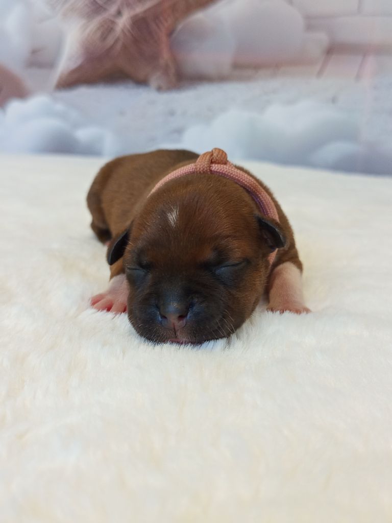 De Rockstar Dog - Chiots disponibles - Staffordshire Bull Terrier