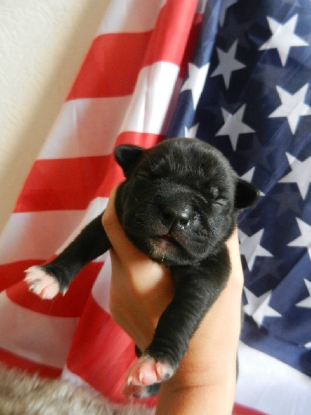 De Rockstar Dog - American Staffordshire Terrier - Portée née le 14/09/2014