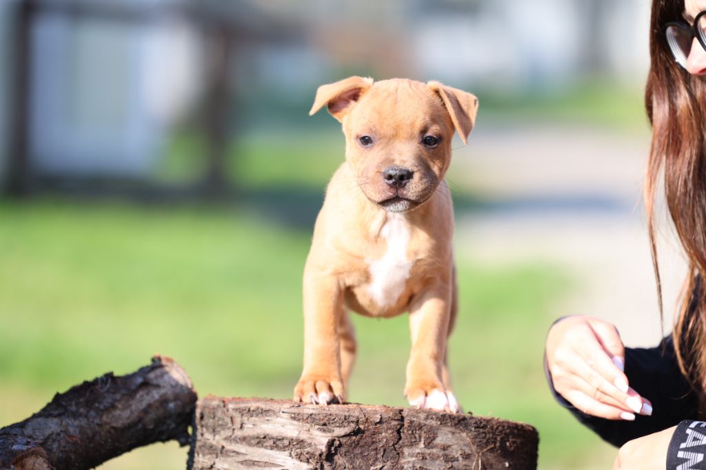 De Rockstar Dog - Chiots disponibles - Staffordshire Bull Terrier