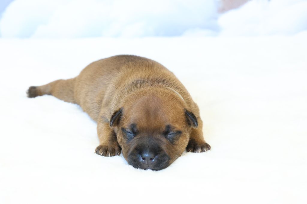 De Rockstar Dog - Chiots disponibles - Staffordshire Bull Terrier