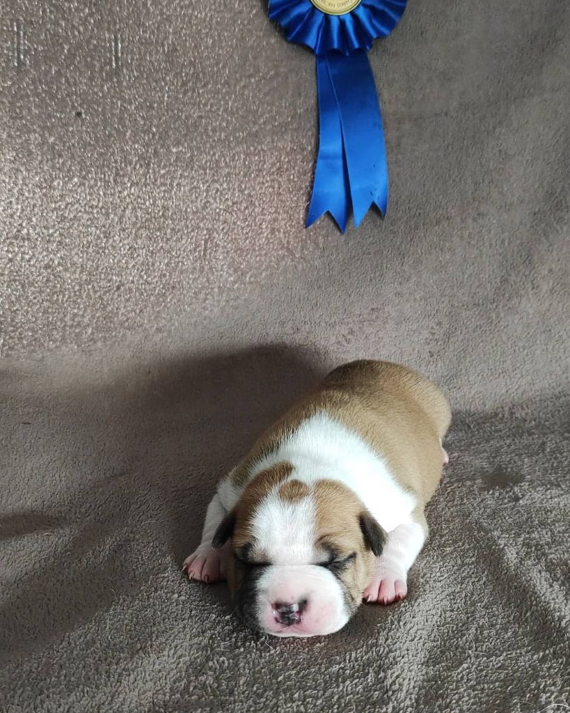 De Rockstar Dog - American Staffordshire Terrier - Portée née le 27/06/2021