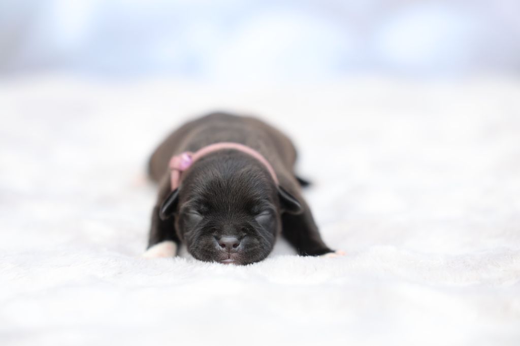 De Rockstar Dog - Chiots disponibles - Staffordshire Bull Terrier