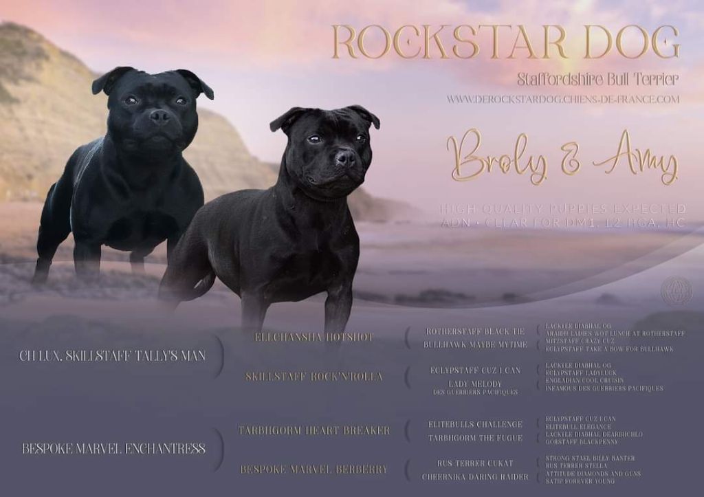 Chiot Staffordshire Bull Terrier De Rockstar Dog