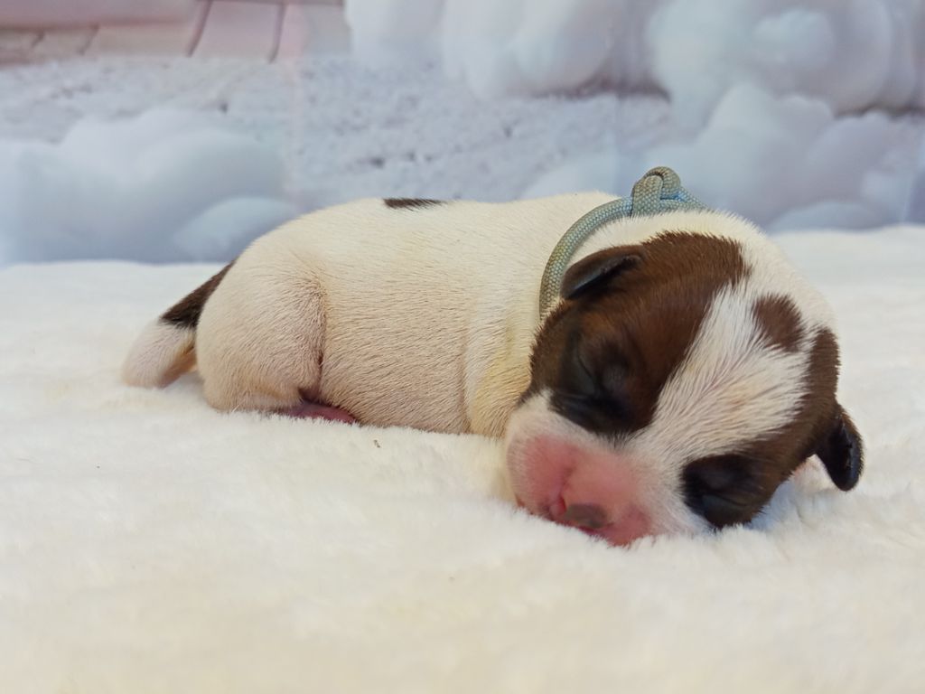 De Rockstar Dog - Chiots disponibles - Staffordshire Bull Terrier