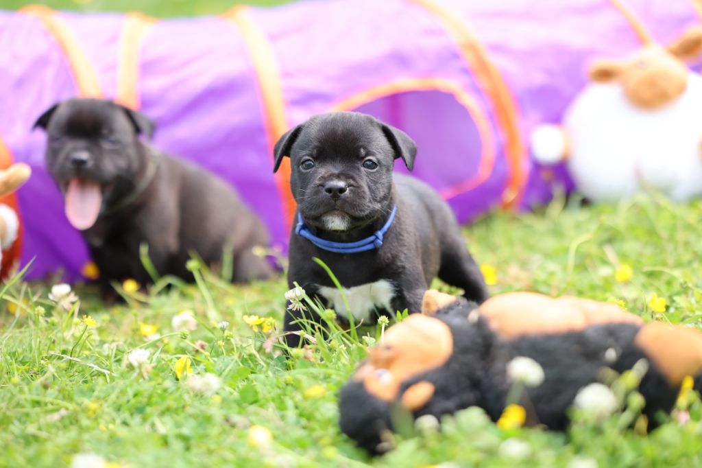De Rockstar Dog - Chiots disponibles - Staffordshire Bull Terrier