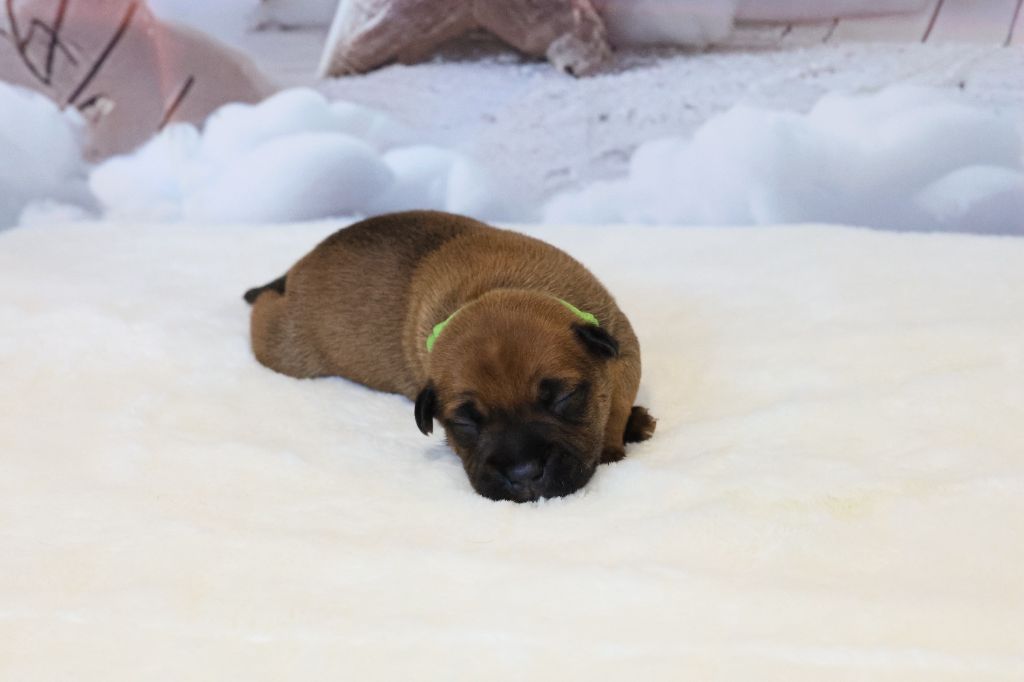 De Rockstar Dog - Chiots disponibles - Staffordshire Bull Terrier