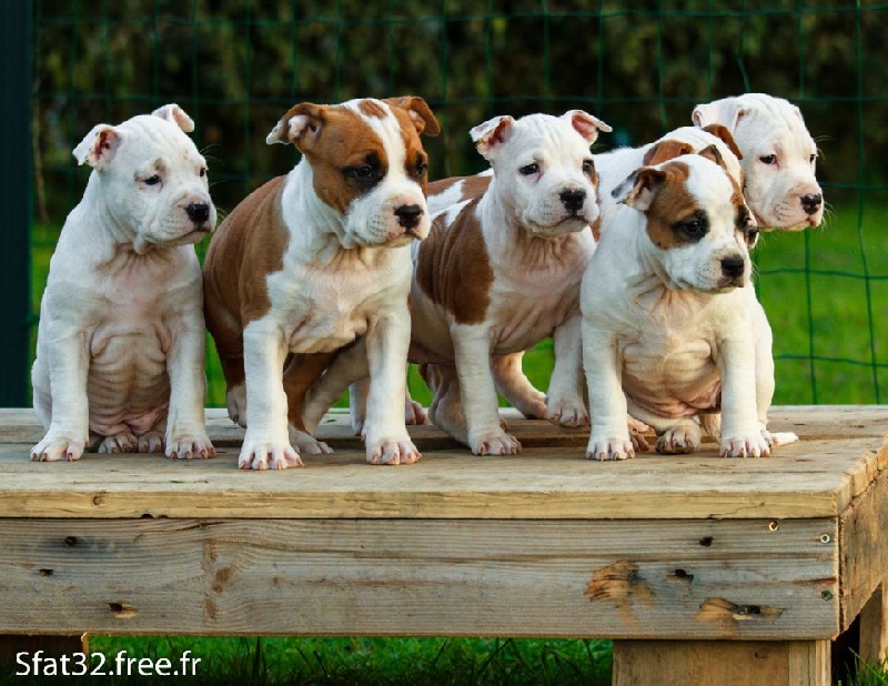 De Rockstar Dog - American Staffordshire Terrier - Portée née le 30/08/2015