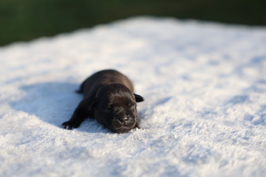 De Rockstar Dog - Chiots disponibles - Staffordshire Bull Terrier