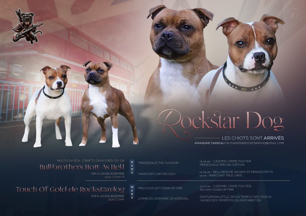 Chiot Staffordshire Bull Terrier De Rockstar Dog