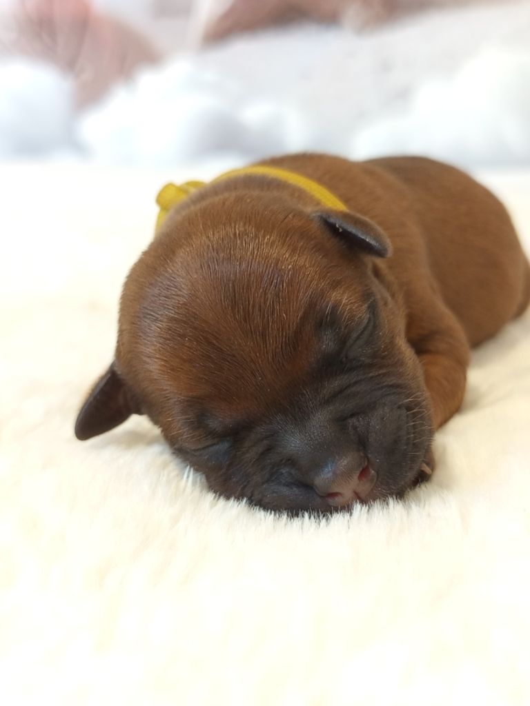 De Rockstar Dog - Chiots disponibles - Staffordshire Bull Terrier